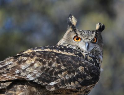 026-3B9A5347-Eurasian Eagle Owl-.jpg