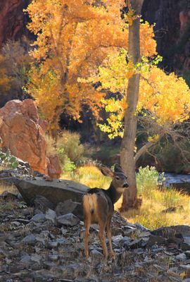 00199-3B9A2086-One of the many Mule Deer at Grand Canyon's Phantom Ranch.jpg