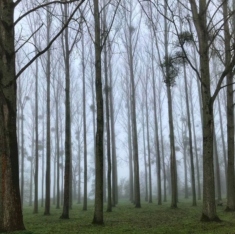 Winter Woods