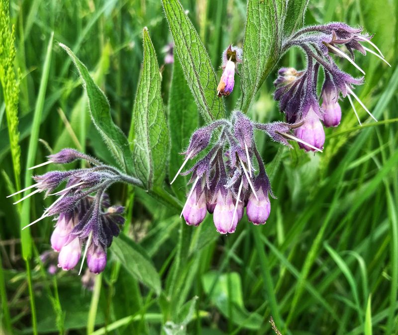 Comfrey - symphytum