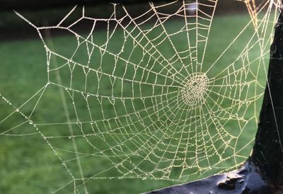 Bejewelled spider web