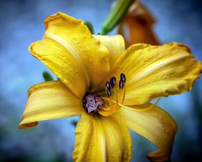 The camera is an instrument that teaches people how to see without a camera. ~ Dorothea Lange