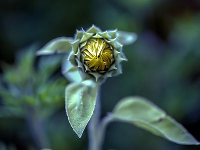 The camera is an instrument that teaches people how to see without a camera. ~ Dorothea Lange