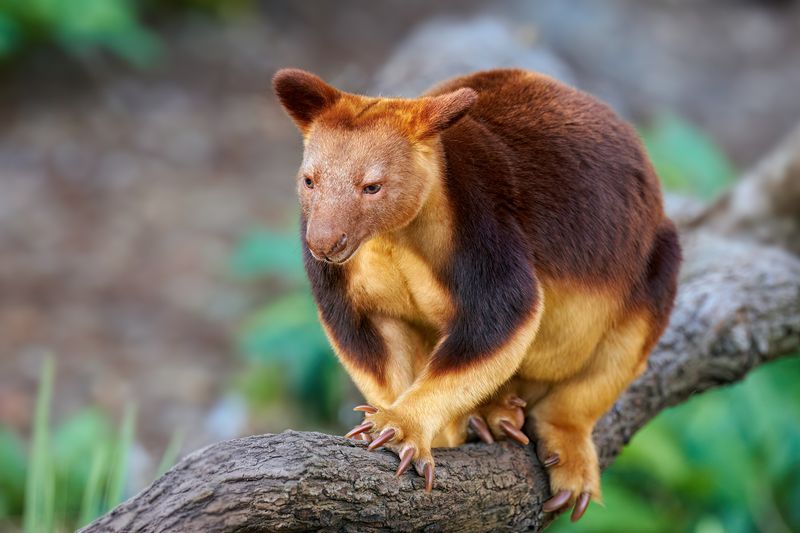 Red Tree Kangaroo Gallery
