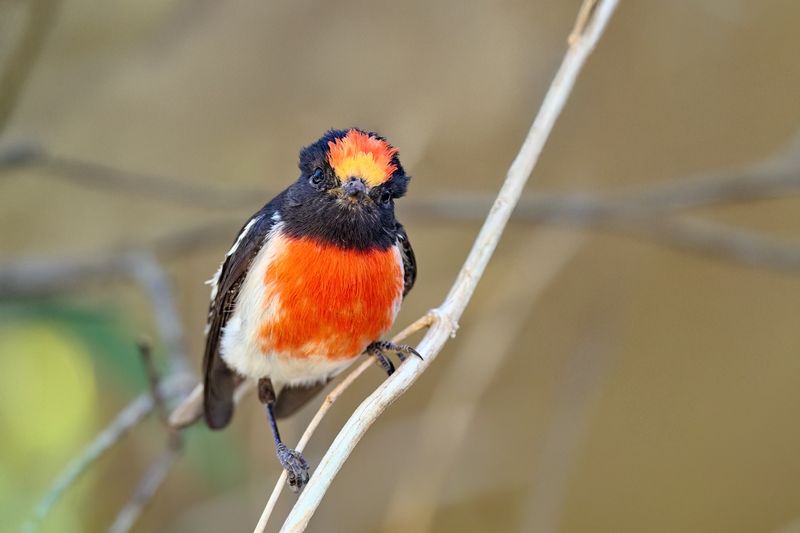 Red-capped Robin