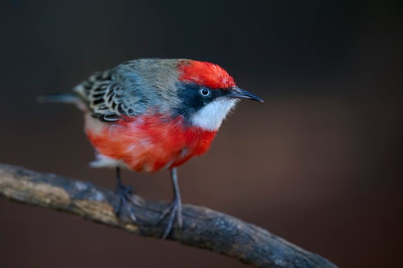 Crimson Chat