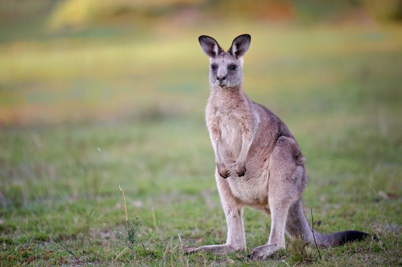 Eastern Grey Kangaroo