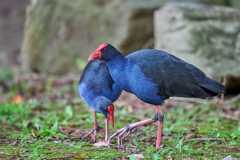 Australian Swamphen Gallery