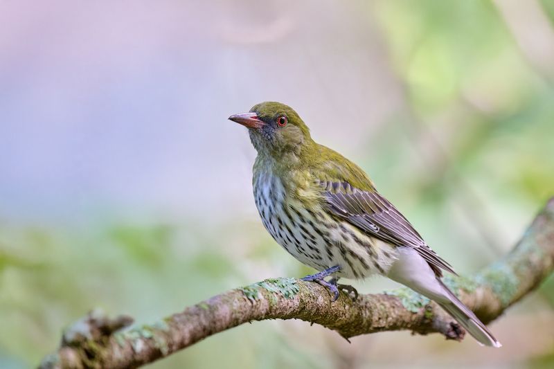 Olive-backed Oriole