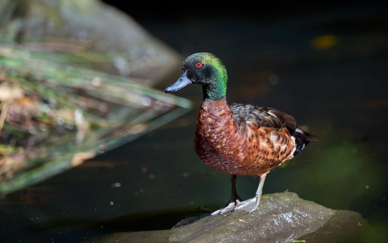 Chestnut Teal Gallery