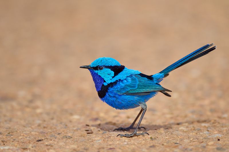 Splendid Fairy-wren Gallery