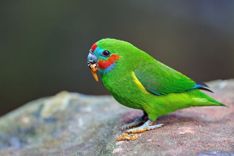 Double-eyed Fig Parrot