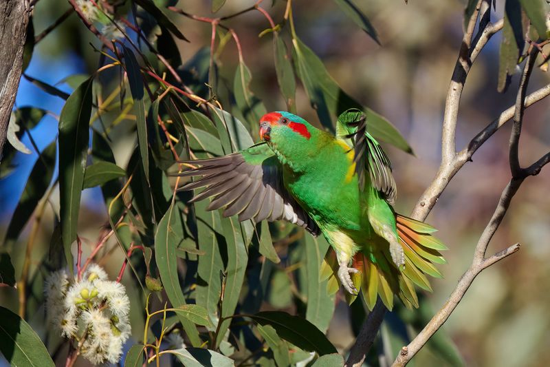 Musk Lorikeet