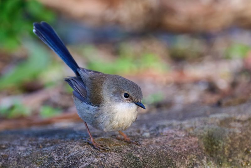 Superb Fairy-wren Gallery