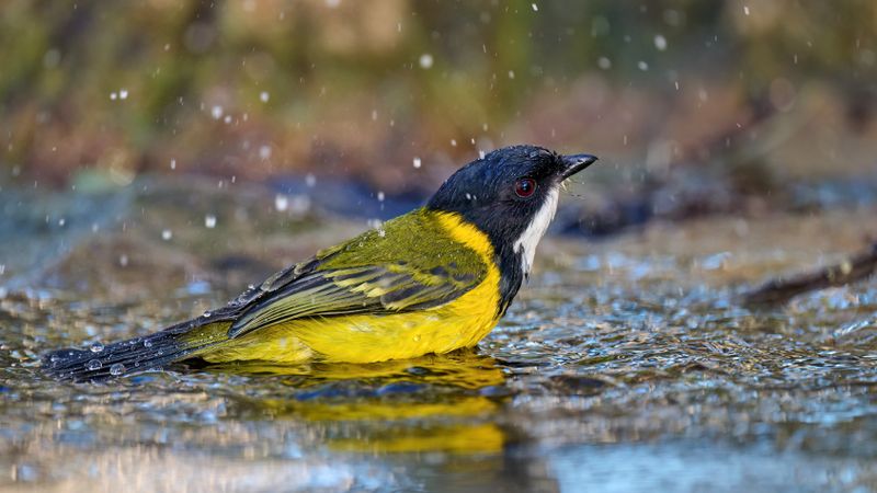 Golden Whistler