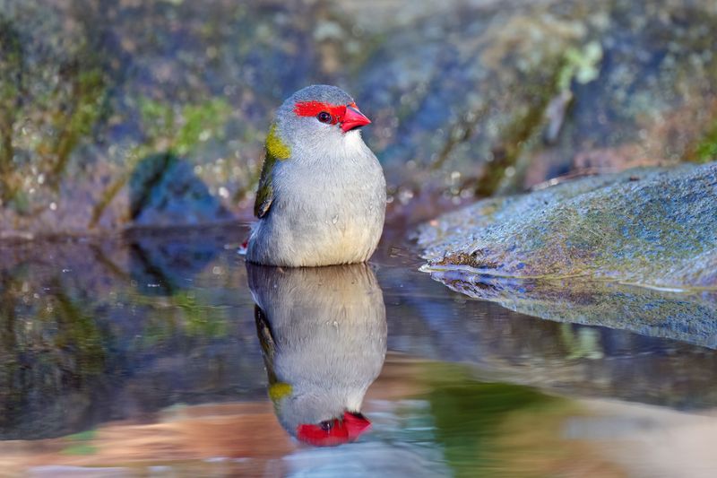 Red-browed Finch AKA Red-browed Firetail