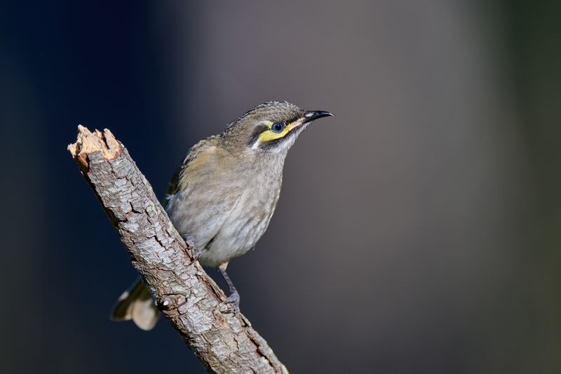 Yellow-Faced Honeyeater