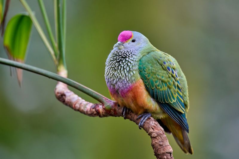 Rose-crowned Fruit-Dove