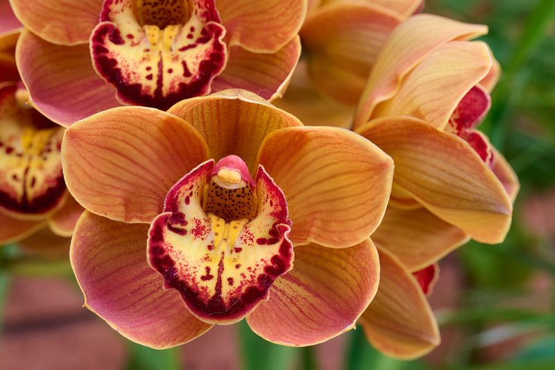 Nikon Z 105mm f2.8 Macro