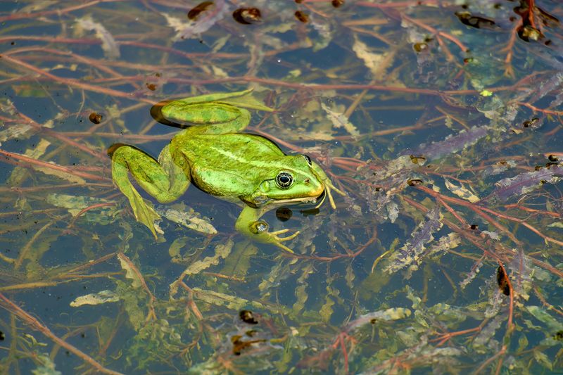 Le Chateau de Bussy-Rabutin, Bourgogne.