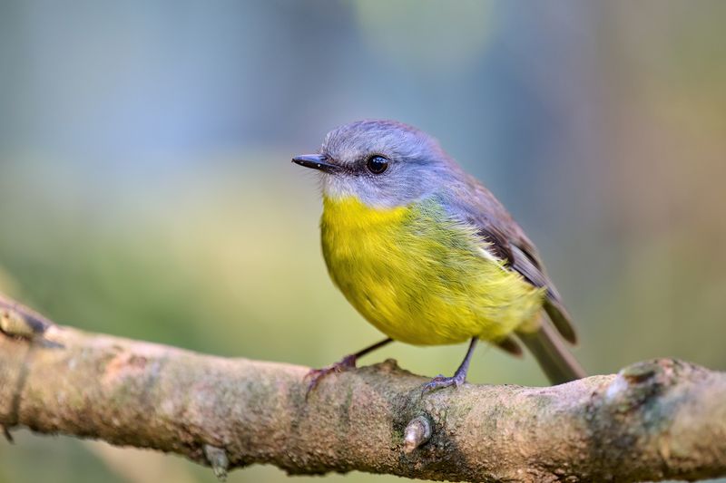 Eastern Yellow Robin
