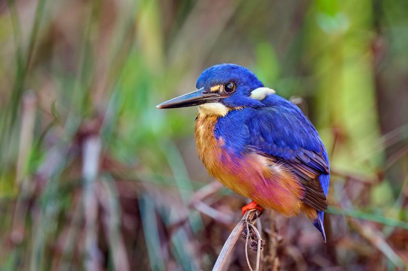 Azure Kingfisher Gallery