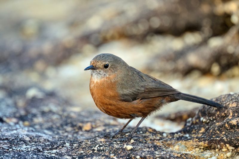 Nikon Z 800mm f6.3 VR S