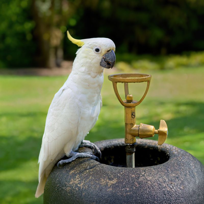 Sulphur Crested Cockatoo