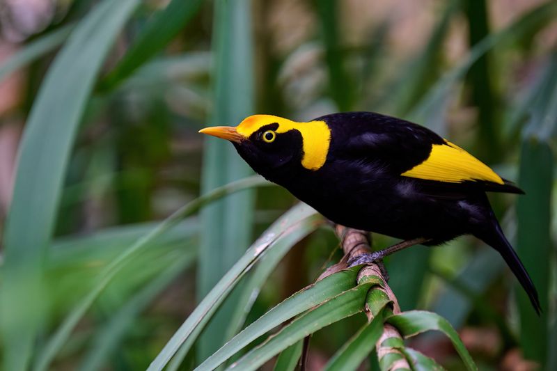 Nikon Z 70-200 f/2.8 VR S