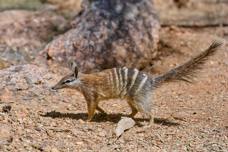 Numbat or Walpurti Gallery