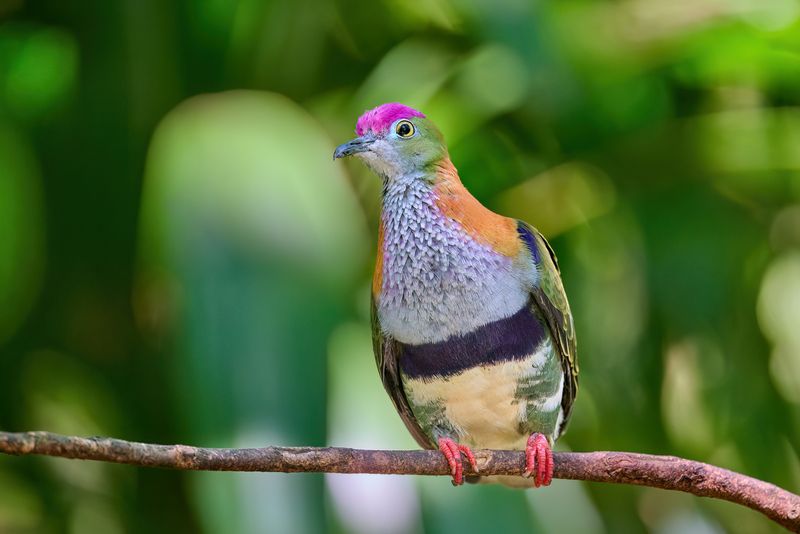 Superb Fruit-Dove