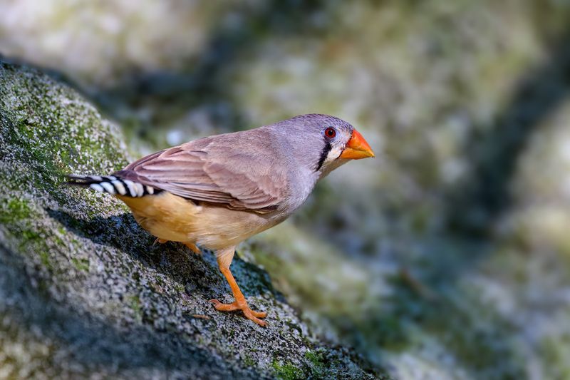 Zebra Finch