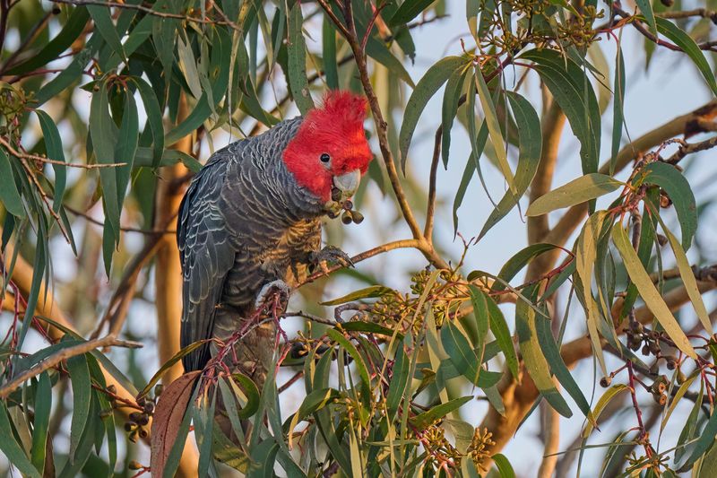 Gang-Gang Cockatoo