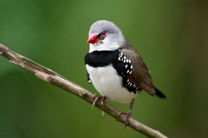 Diamond Firetail