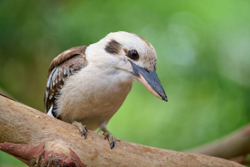 Kookaburra Gallery