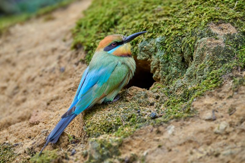Rainbow Bee-eater