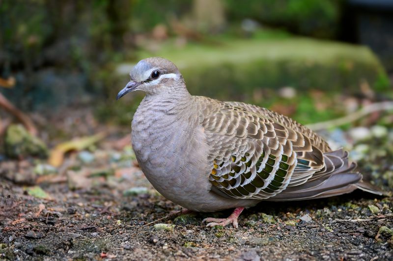 Brush Bronzewing
