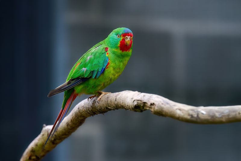 Swift Parrot