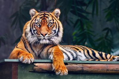 Animals