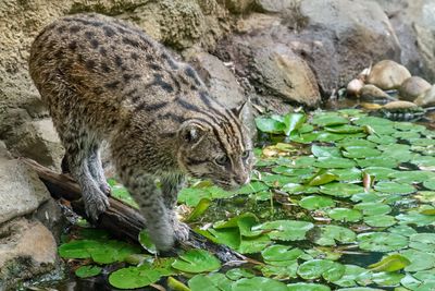 Fishing Cat