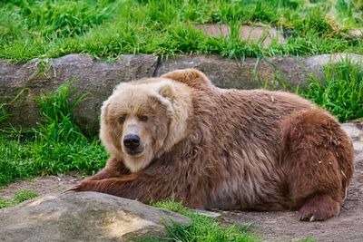 Bears
