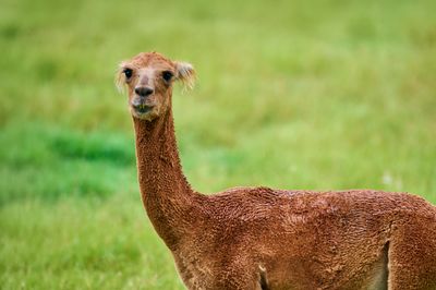 DSC_1703.jpg