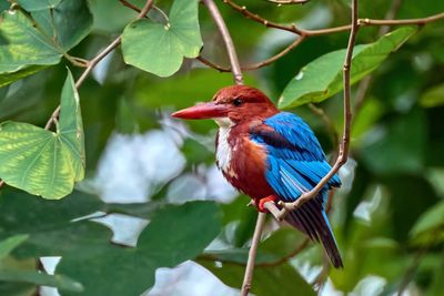 White Throated Kingfisher