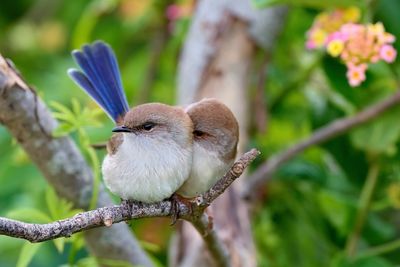 DSC_3481crop.jpg
