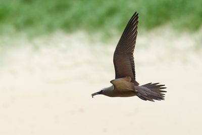 DSC_0043.jpg