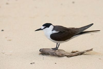 DSC_0087.jpg