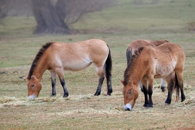 Przewalski Horse