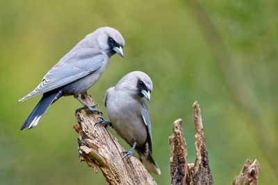 Black-faced Woodswallow Gallery