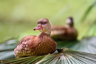 DSC_6775.jpg