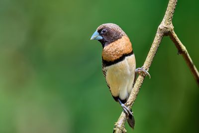 Chestnut-breasted Mannikin